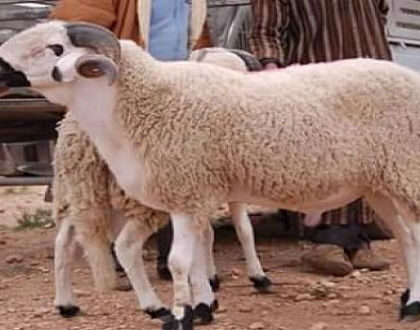 إطلاق عملية مراقبة القطيع الوطني و صرف الشطر الثاني من الدعم المباشر