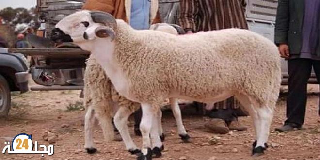 إطلاق عملية مراقبة القطيع الوطني و صرف الشطر الثاني من الدعم المباشر