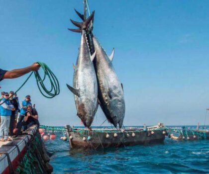الصيد البحري..إعتماد قرارين وزاريين يتعلقان بالتقسيم المجالي لأسطول الجر الساحلي و أساطيل الصيد بالخيط الطويل