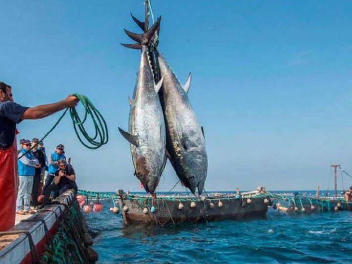 الصيد البحري..إعتماد قرارين وزاريين يتعلقان بالتقسيم المجالي لأسطول الجر الساحلي و أساطيل الصيد بالخيط الطويل