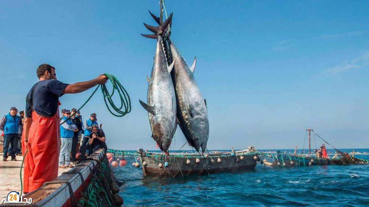 الصيد البحري..إعتماد قرارين وزاريين يتعلقان بالتقسيم المجالي لأسطول الجر الساحلي و أساطيل الصيد بالخيط الطويل