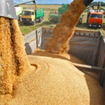 المغرب يتجه لتعليق استيراد القمح اللين مؤقتا بفضل التوقعات الإيجابية للمحصول الوطني