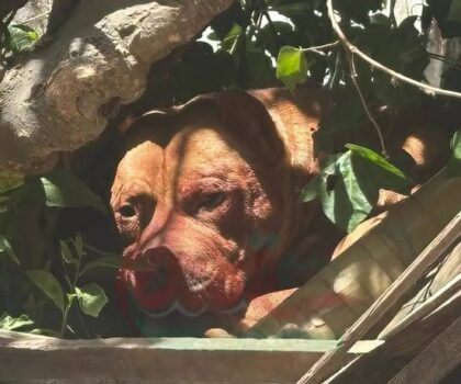 راجل فقد حياتو من بعد ما تعرّض لهجوم شرس