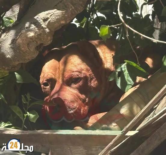 راجل فقد حياتو من بعد ما تعرّض لهجوم شرس