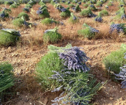 قطاع النباتات العطرية والطبية بالمغرب يستعيد عافيته بعد سنوات من الجفاف