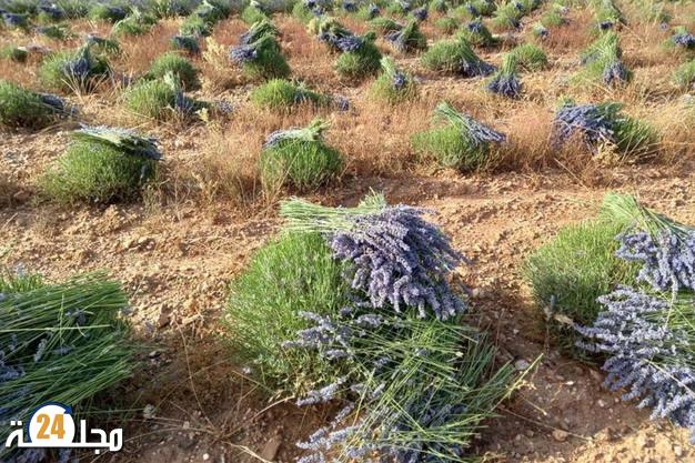قطاع النباتات العطرية والطبية بالمغرب يستعيد عافيته بعد سنوات من الجفاف