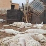 نفوق قطيع من الماشية إثر صاعقة رعدية بإقليم أزيلال