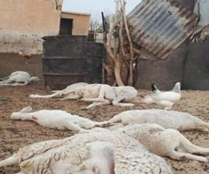 نفوق قطيع من الماشية إثر صاعقة رعدية بإقليم أزيلال