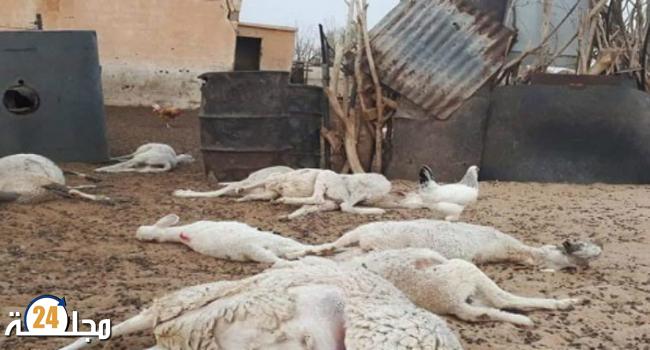 نفوق قطيع من الماشية إثر صاعقة رعدية بإقليم أزيلال