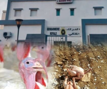 فضيحة صحية مدوية تهز أولاد عبو.. لحوم بيضاء فاسدة على طاولة التحقيق وتدخل صارم للدرك الملكي