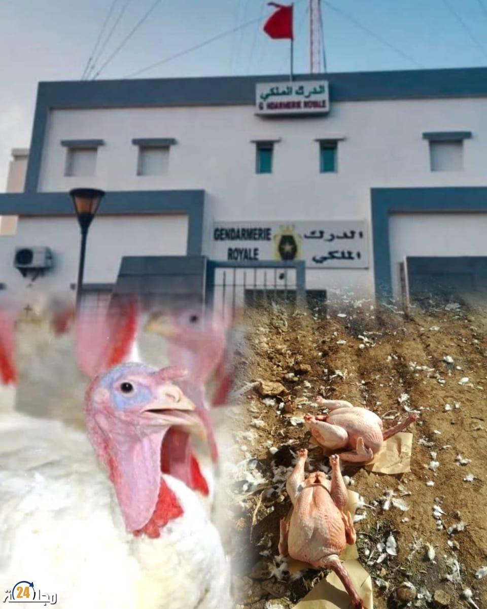 فضيحة صحية مدوية تهز أولاد عبو.. لحوم بيضاء فاسدة على طاولة التحقيق وتدخل صارم للدرك الملكي