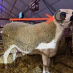 تساؤلات حول طريقة انتقاء الفحول أثناء عملية الوشم: بين المعايير التقنية والممارسات الميدانية