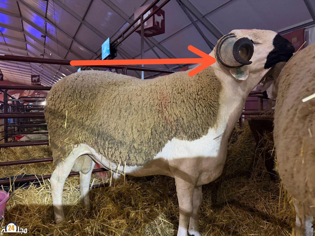 تساؤلات حول طريقة انتقاء الفحول أثناء عملية الوشم: بين المعايير التقنية والممارسات الميدانية