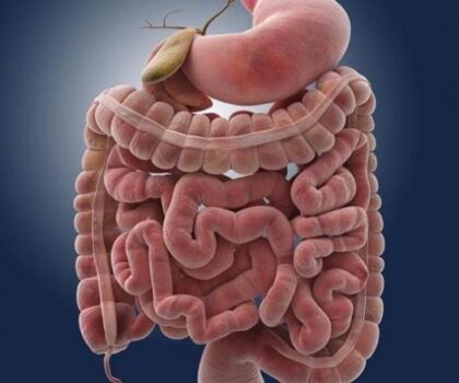 دراسة علمية تحذر من التداعيات السريعة للأطعمة الدهنية على مناعة الأمعاء والصحة العامة
