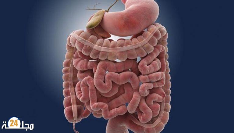 دراسة علمية تحذر من التداعيات السريعة للأطعمة الدهنية على مناعة الأمعاء والصحة العامة