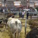 الملتقى الدولي للفلاحة يضع الإنتاج الحيواني وتطوير السلالات في صلب السيادة الغذائية الوطنية