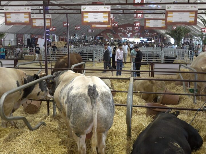 الملتقى الدولي للفلاحة يضع الإنتاج الحيواني وتطوير السلالات في صلب السيادة الغذائية الوطنية