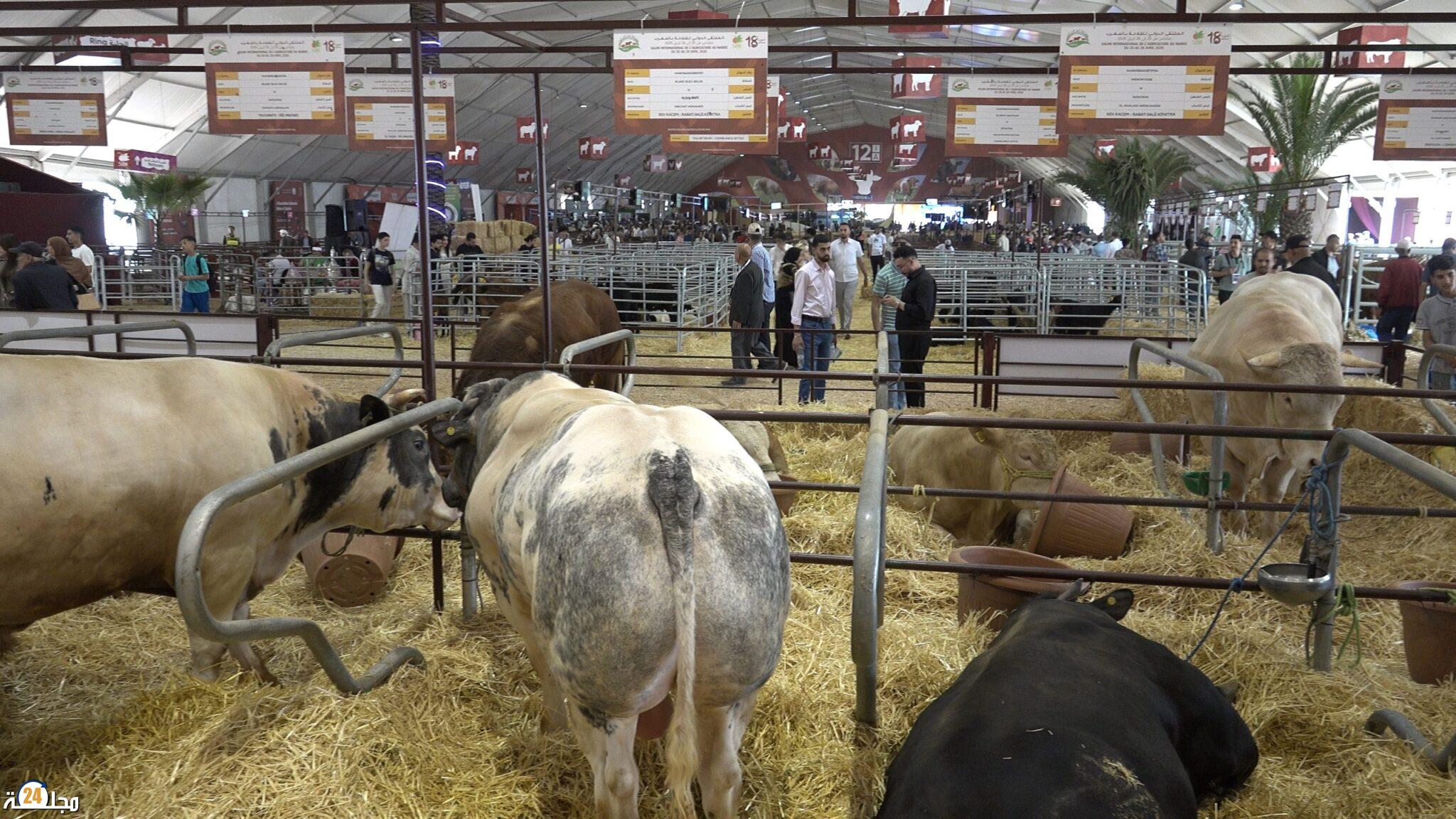 الملتقى الدولي للفلاحة يضع الإنتاج الحيواني وتطوير السلالات في صلب السيادة الغذائية الوطنية