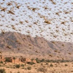 لفتيت يحذر : خطر زحف الجراد نحو المغرب قائم..و إستنفار وطني لمواجهته