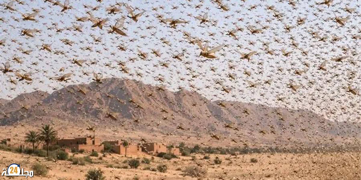 لفتيت يحذر : خطر زحف الجراد نحو المغرب قائم..و إستنفار وطني لمواجهته