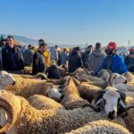 غلاء فاحش يلهب أسواق المواشي وخروف العيد يتجاوز 3000 درهم