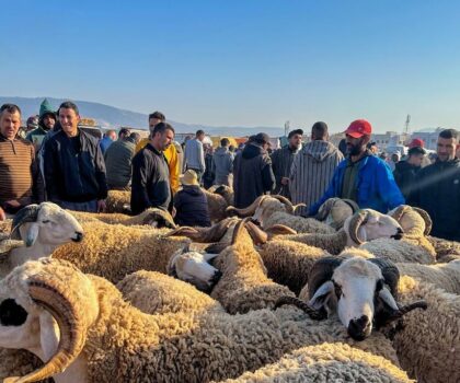 غلاء فاحش يلهب أسواق المواشي وخروف العيد يتجاوز 3000 درهم