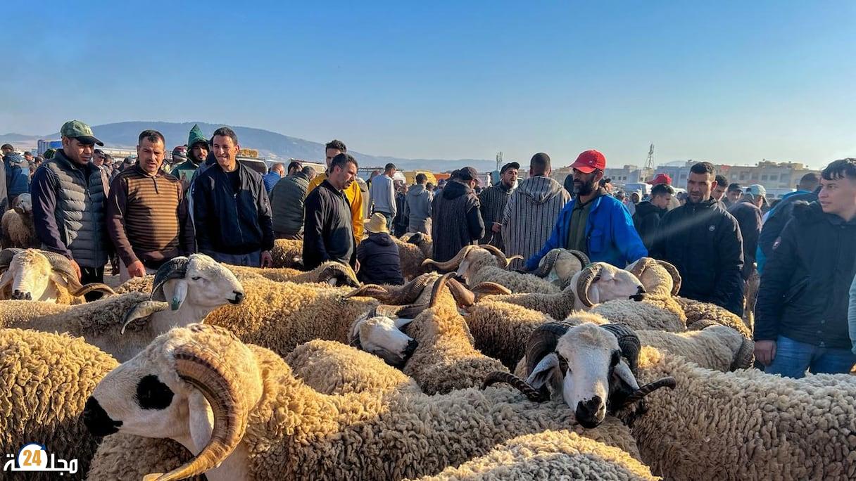 غلاء فاحش يلهب أسواق المواشي وخروف العيد يتجاوز 3000 درهم