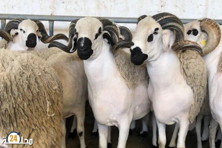 سلالة الصردي بإقليم سطات موروث ثقافي ورافعة اقتصادية للتنمية الفلاحية