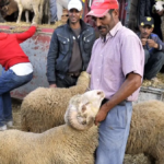 الحكومة تضيق الخناق على الشناقة قبل عيد الأضحى وقانون جديد لإنهاء فوضى الأسواق
