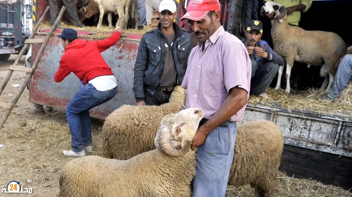 الحكومة تضيق الخناق على الشناقة قبل عيد الأضحى وقانون جديد لإنهاء فوضى الأسواق
