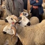 وفرة في العرض وحركية دؤوبة بأسواق الماشية بجهة الرباط سلا القنيطرة استعدادا لعيد الأضحى