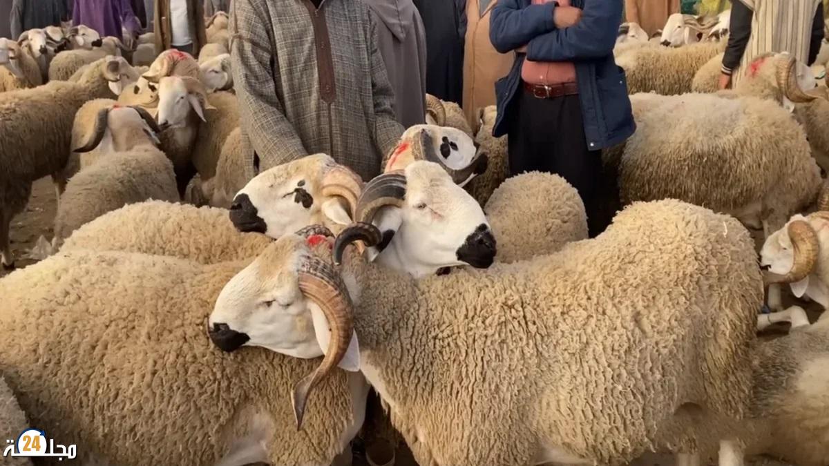 وفرة في العرض وحركية دؤوبة بأسواق الماشية بجهة الرباط سلا القنيطرة استعدادا لعيد الأضحى