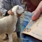 غلاء أضاحي العيد 2026: صدمة في الأسواق وتدهور للقدرة الشرائية