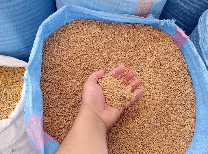 وفرة مرتقبة في محصول الحبوب بالمغرب والحكومة تعلّق رسوم استيراد القمح لدعم الإنتاج الوطني