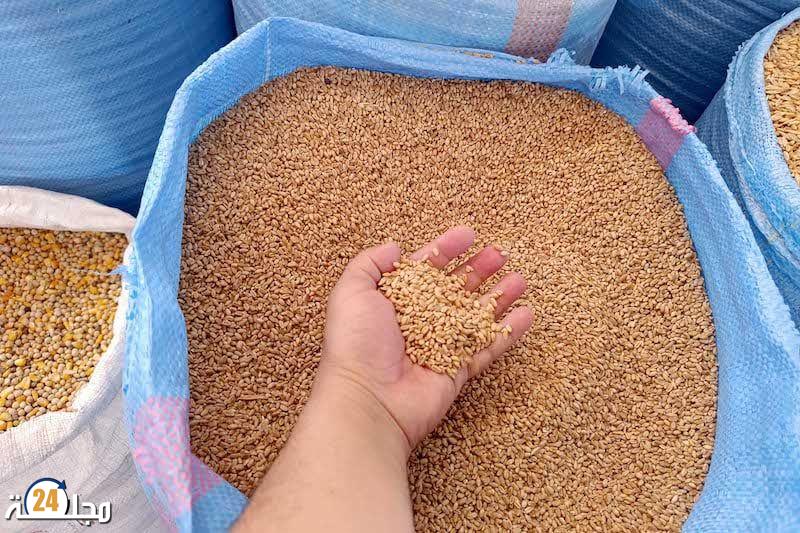 وفرة مرتقبة في محصول الحبوب بالمغرب والحكومة تعلّق رسوم استيراد القمح لدعم الإنتاج الوطني