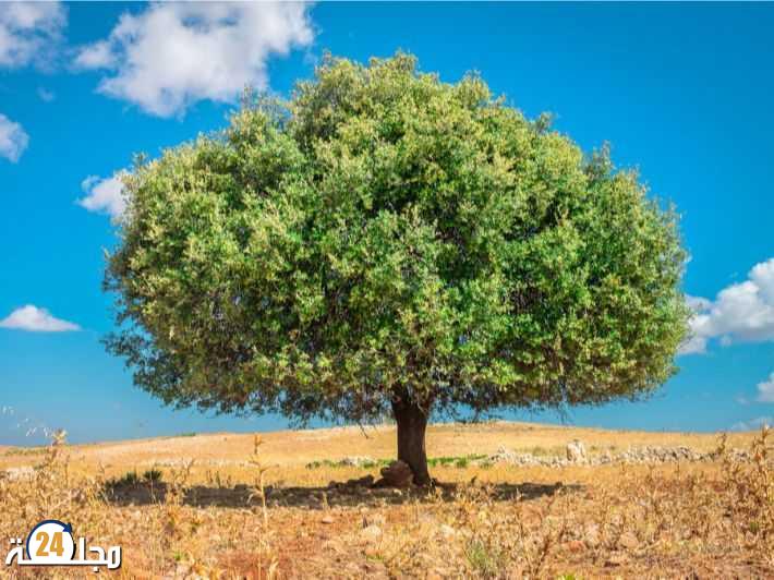 جمعية مدرسي علوم الحياة والأرض بكلميم تنظم مسابقة حول استدامة منظومة الأركان