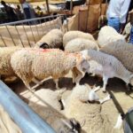 غضب شعبي و إستجوابات برلمانية بعد إختفاء الأضاحي و إرتفاع أسعارها بالمغرب