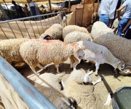 غضب شعبي و إستجوابات برلمانية بعد إختفاء الأضاحي و إرتفاع أسعارها بالمغرب