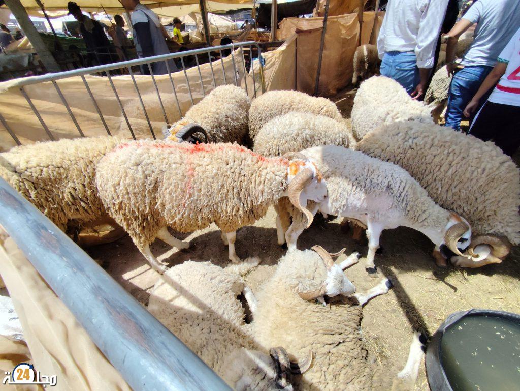 غضب شعبي و إستجوابات برلمانية بعد إختفاء الأضاحي و إرتفاع أسعارها بالمغرب