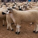 حركية إستثنائية بسوق سبت الوداية..وفرة في الأضاحي و المتسوقون يبحثون عن ‘الخروف المثالي’