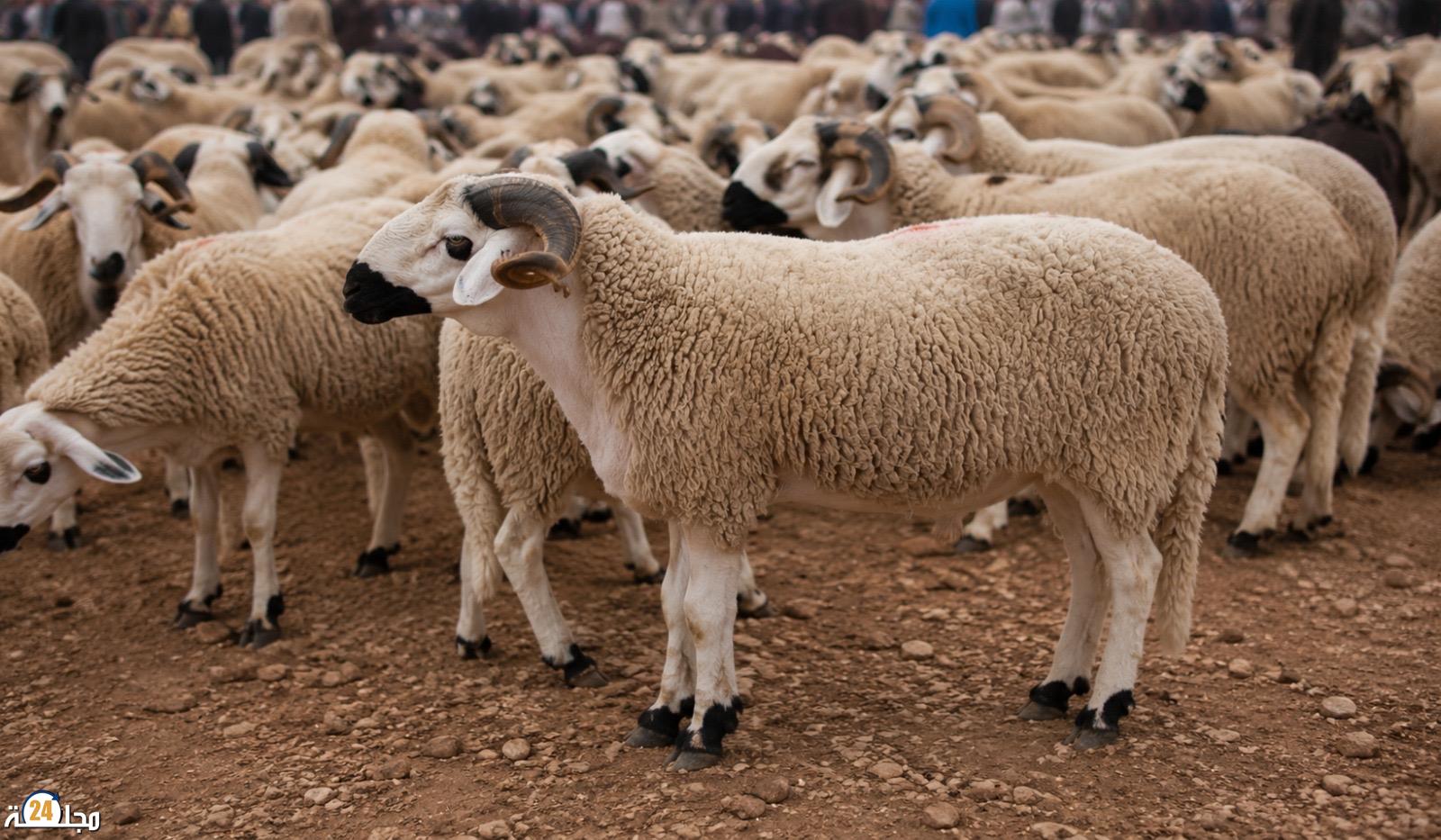 حركية إستثنائية بسوق سبت الوداية..وفرة في الأضاحي و المتسوقون يبحثون عن ‘الخروف المثالي’