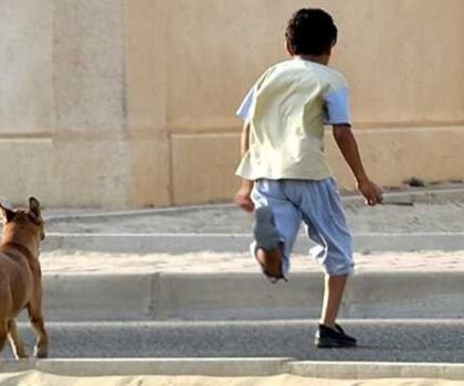 بعد فاجعة طنجة..مطالب برلمانية بتفعيل صارم لقانون حظر الكلاب الخطيرة