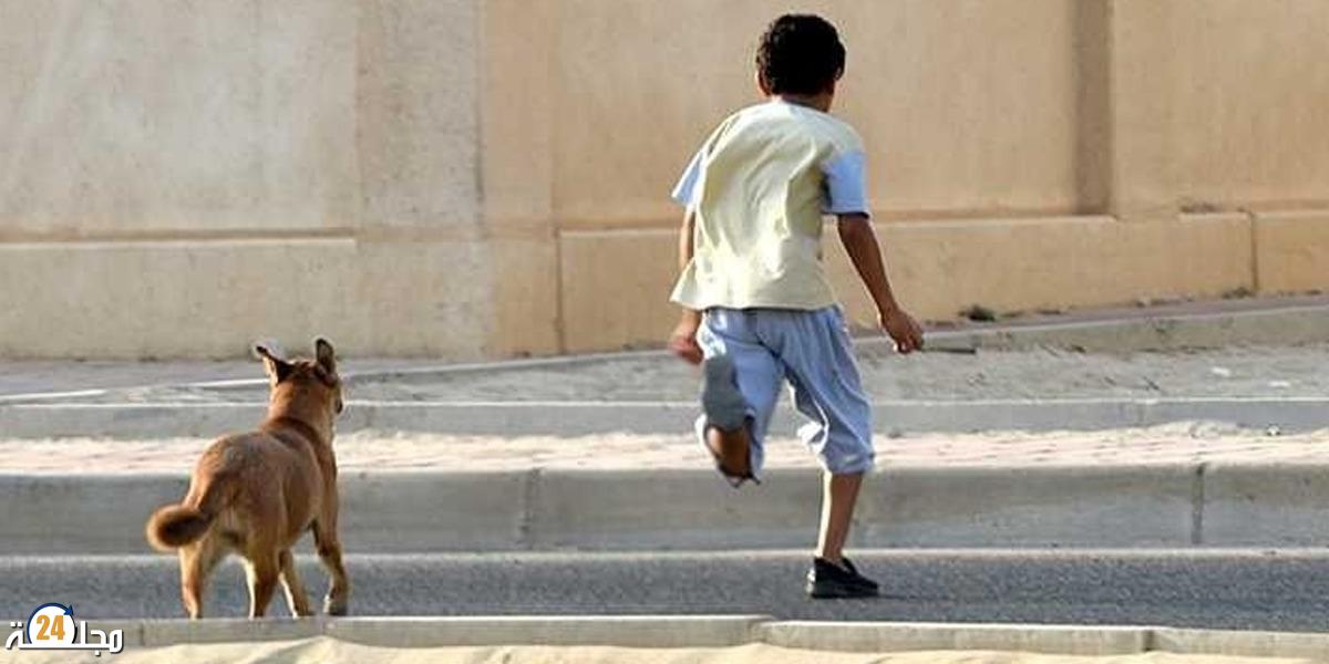بعد فاجعة طنجة..مطالب برلمانية بتفعيل صارم لقانون حظر الكلاب الخطيرة