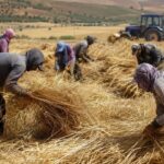 أزمة الخصاص في اليد العاملة تُربك موسم الحصاد بالمغرب وتدفع الأجور للارتفاع