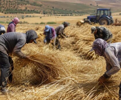 أزمة الخصاص في اليد العاملة تُربك موسم الحصاد بالمغرب وتدفع الأجور للارتفاع