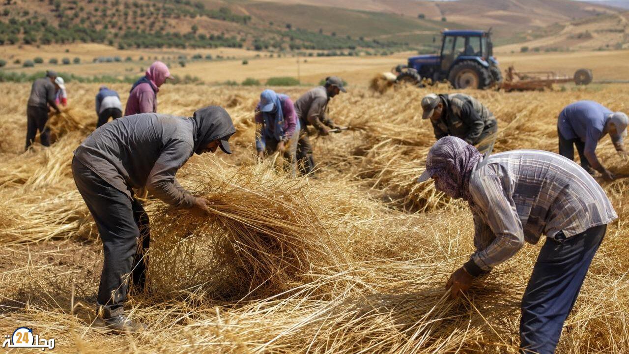 أزمة الخصاص في اليد العاملة تُربك موسم الحصاد بالمغرب وتدفع الأجور للارتفاع