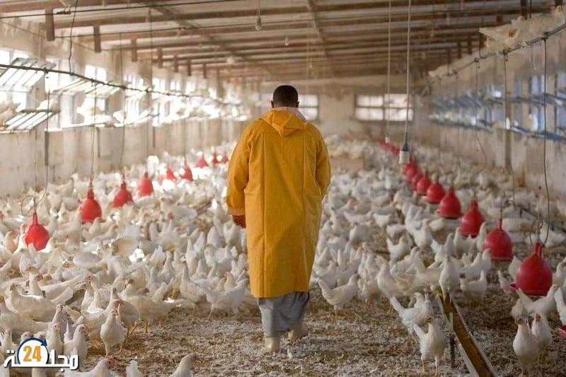 وفرة الإنتاج وتراجع الطلب يخفضان أسعار الدواجن وبيض المائدة.