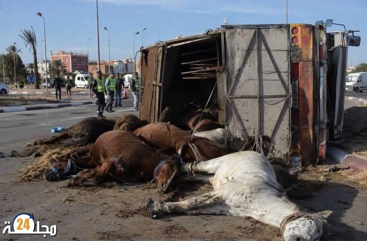 حادثة سير مأساوية بالبروج تودي بأربعة خيول مشاركة في جائزة الحسن الثاني للتبوريدة