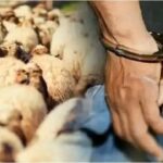 سرية الدرك الملكي بالجديدة تحسم قضية سرقة أغنام بأولاد غانم وتوقف المتورطين