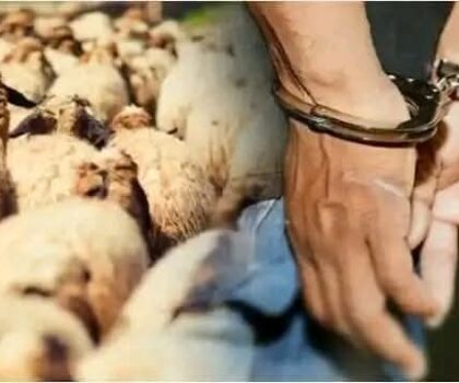 سرية الدرك الملكي بالجديدة تحسم قضية سرقة أغنام بأولاد غانم وتوقف المتورطين